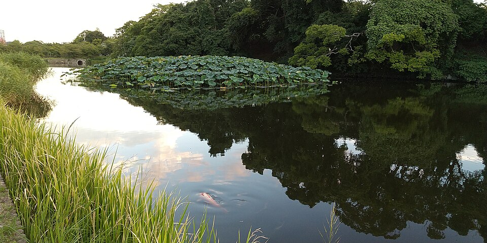 福岡城跡5号堀（福岡）