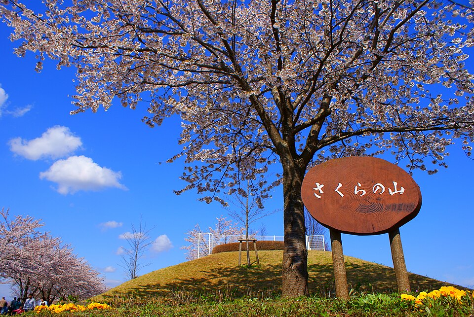 成田市さくらの山（千葉）
