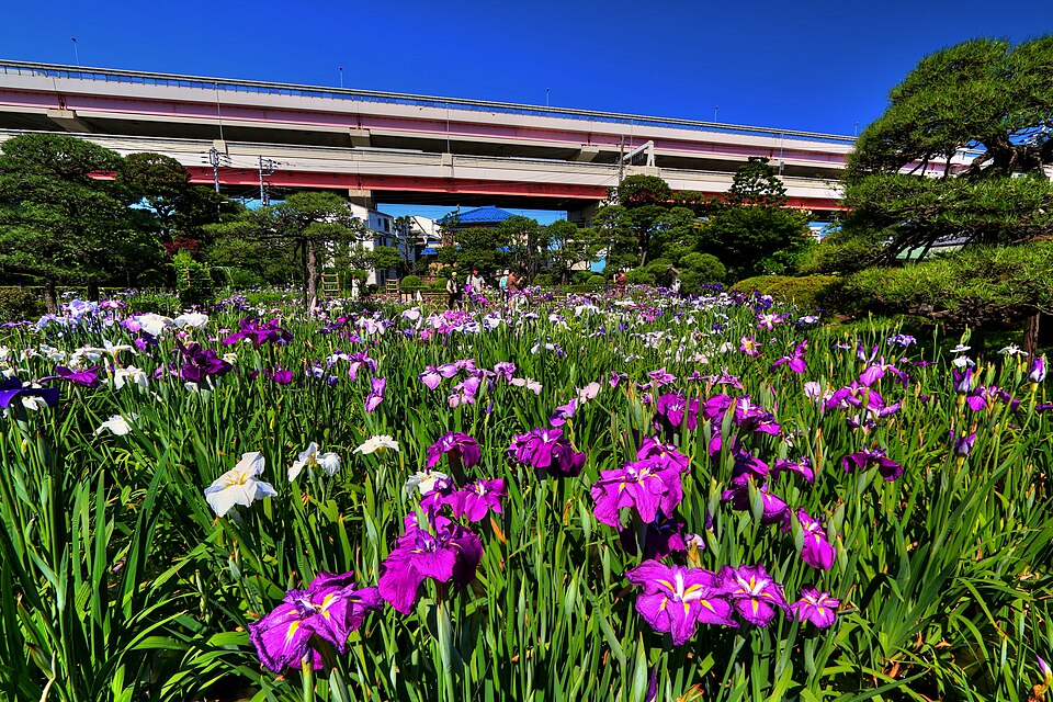 堀切菖蒲園（東京）