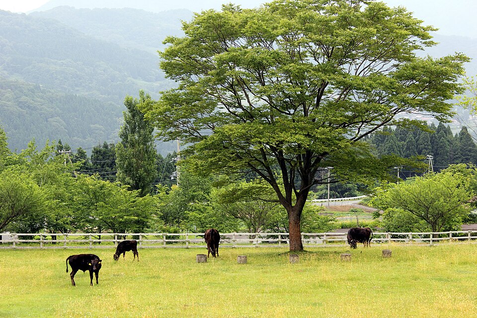 兵庫県立但馬牧場公園（兵庫）
