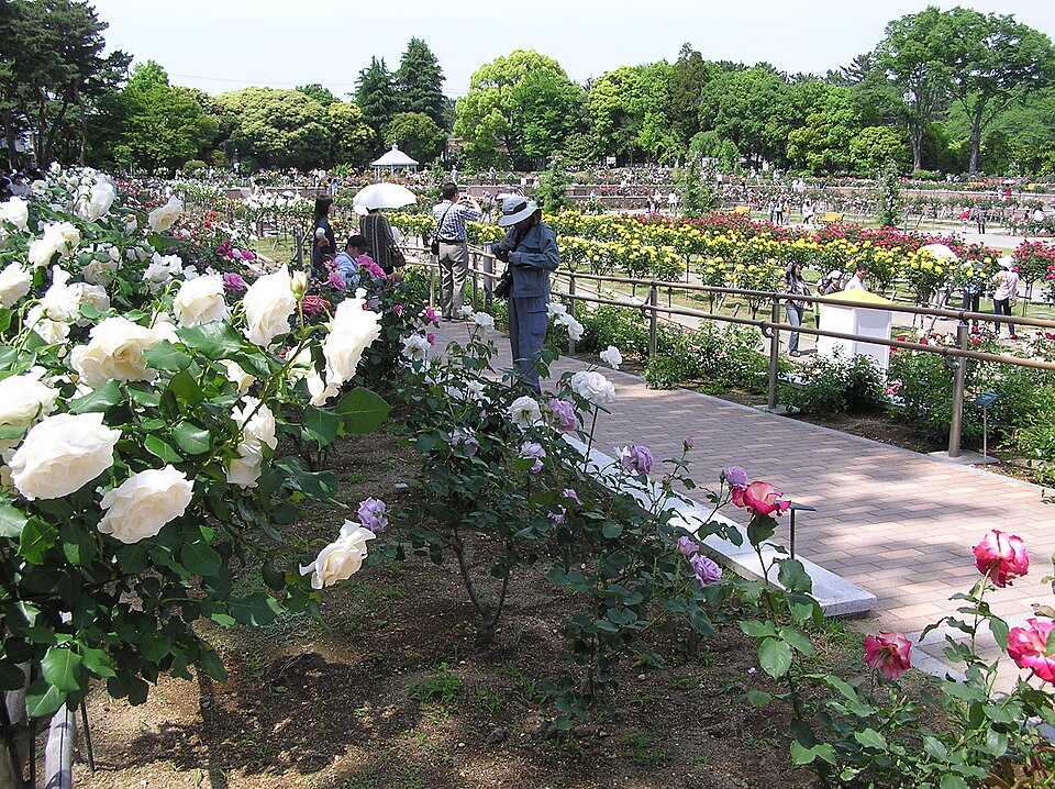 前橋敷島公園ばら園（群馬）