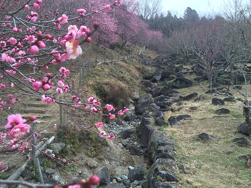 筑波山梅林（茨城）