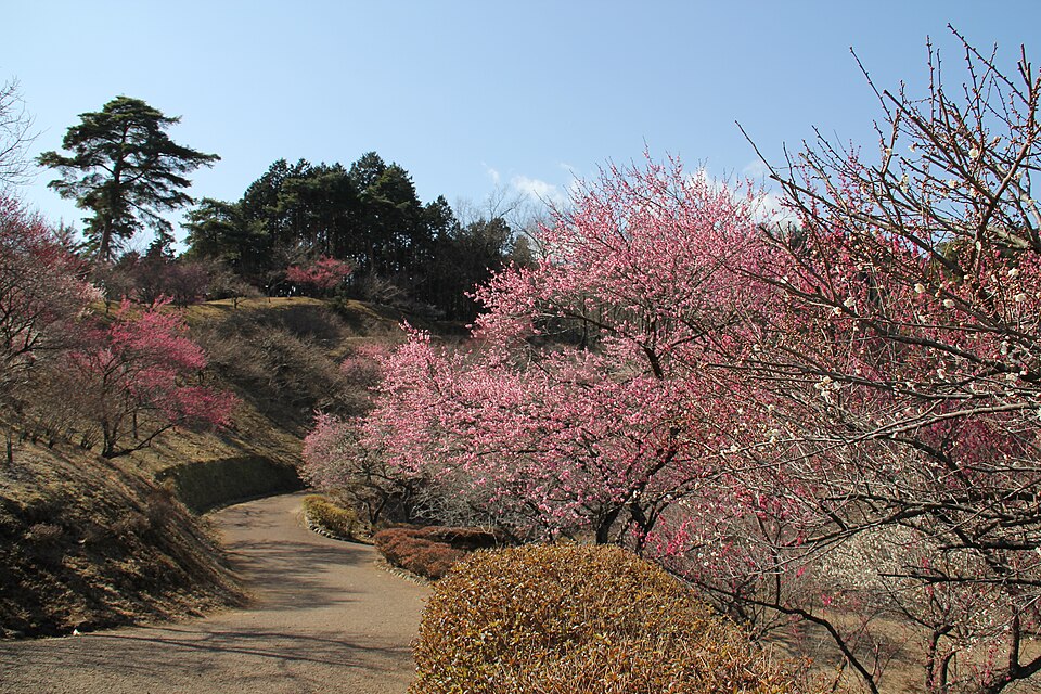 青梅市梅の公園（東京）