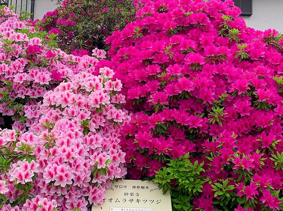 妙楽寺（神奈川）