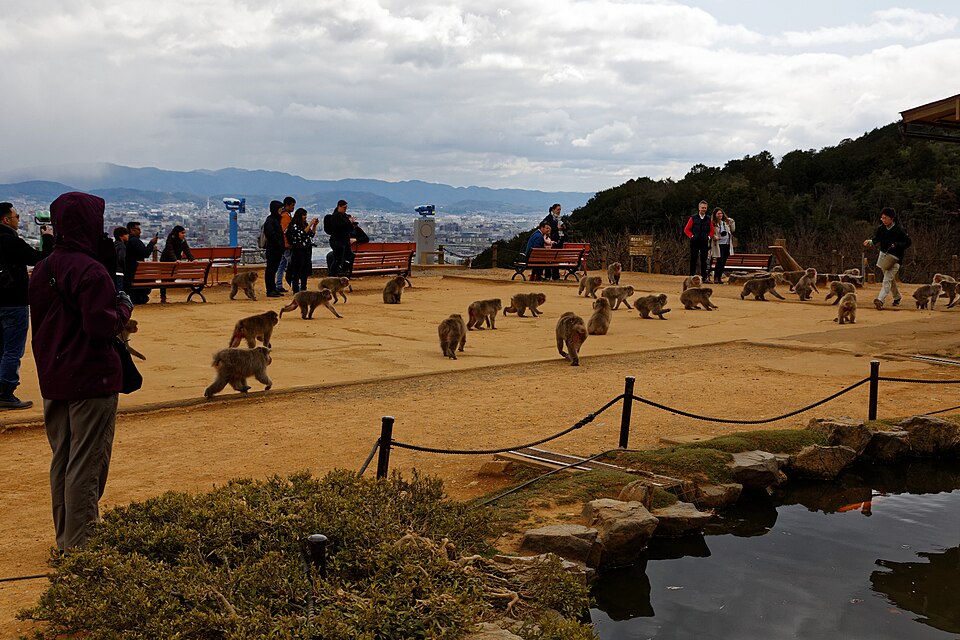 嵐山モンキーパークいわたやま（京都市）